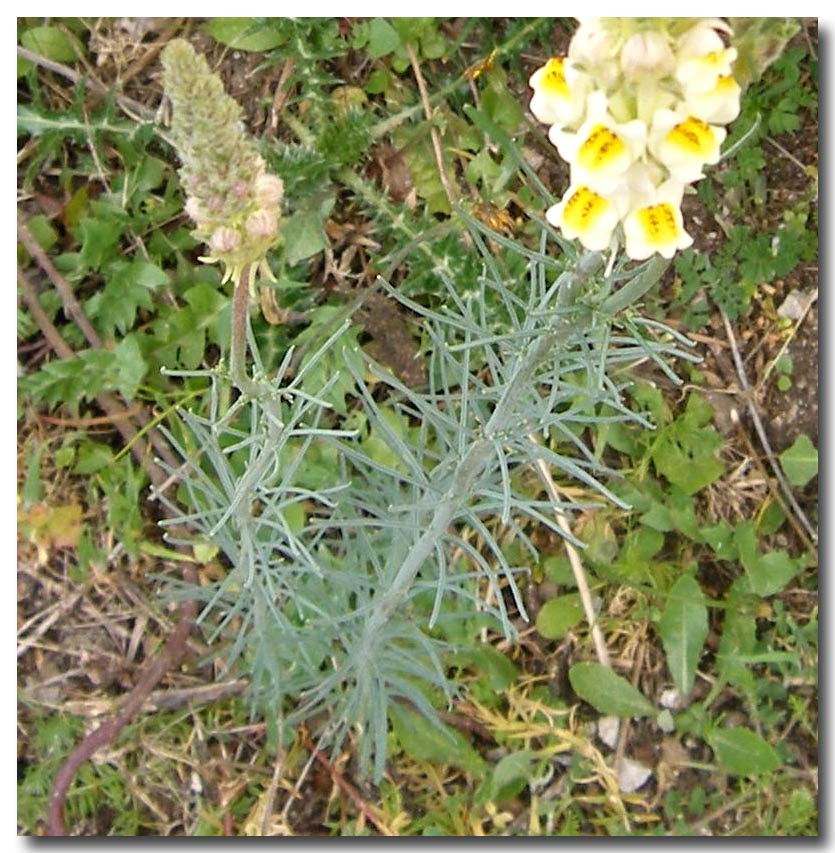 Linaria multicaulis / Linajola siciliana